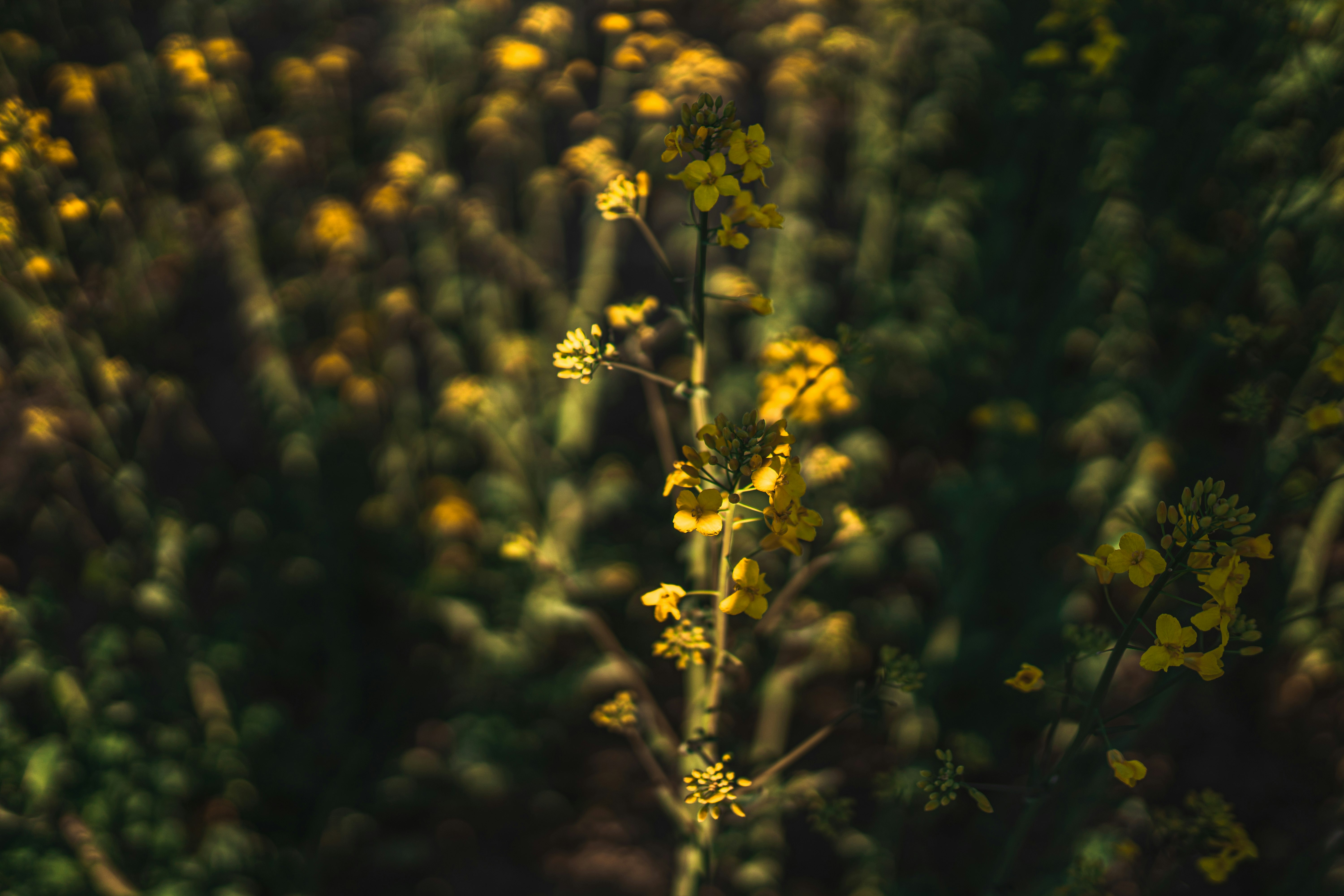 yellow flower in tilt shift lens